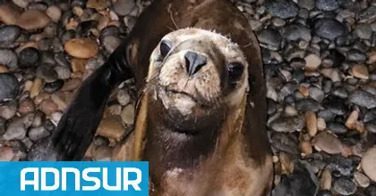 Rescatan lobito marino perdido en Comodoro Rivadavia