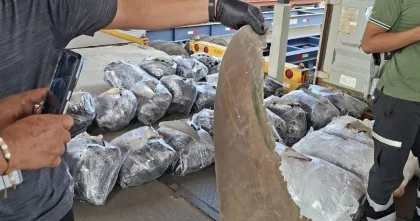 Retienen en Panamá contenedor con 109 sacos de aletas de tiburón rumbo a Malasia