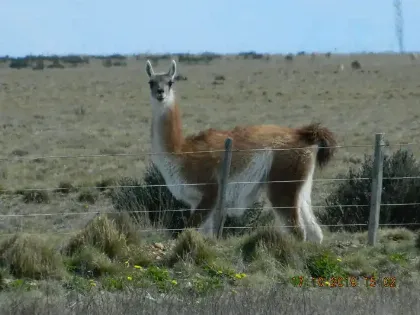 Santa Cruz certificará la carne de guanaco con un nuevo sello de calidad