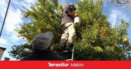 SENASA implementa medidas contra Moscas de la Fruta en Patagonia