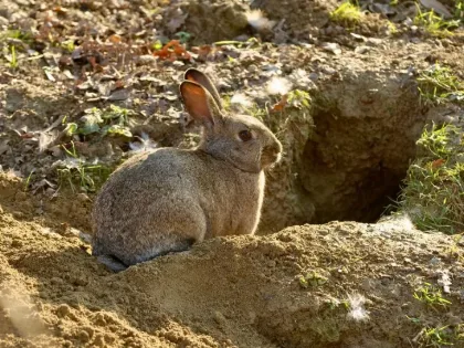 Un juez de Tierra del Fuego reconoce derechos a conejos europeos