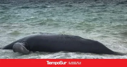 Alerta en Puerto Madryn por mortandad de ballenas