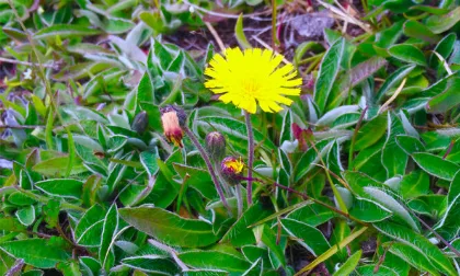 Argentina y Chile colaboran contra Hieracium pilosella en Patagonia