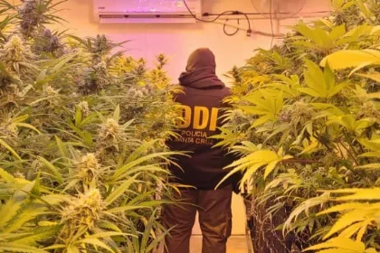 Cierra la causa por laboratorio de marihuana en Río Gallegos con donaciones a hospitales