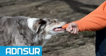 Comodoro: líneas gratuitas para denuncias de maltrato animal