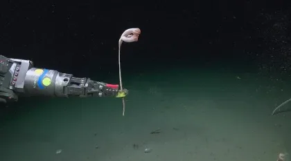 Descubren 57 nuevas especies en cañones submarinos argentinos