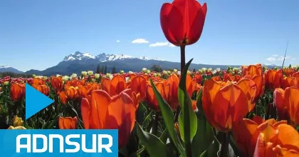 Inicia la temporada de tulipanes en Chubut