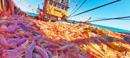 La pesca argentina creció un 47,5% en 2026, impulsada por el langostino