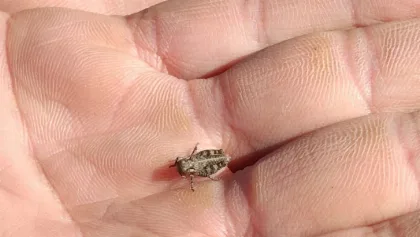 Monitoreo por tucura sapo en Pampa Alta