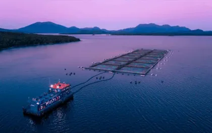 Mortalidad masiva de salmones en Última Esperanza por algas nocivas