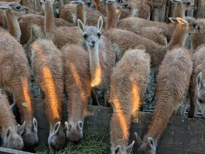 Productores de Gobernador Gregores innovan con fibra de guanaco