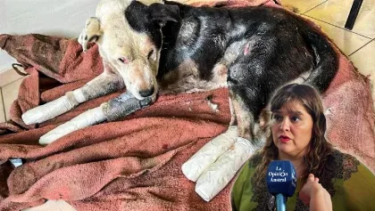 Proponen un registro para cuidadores irresponsables de animales en Río Gallegos