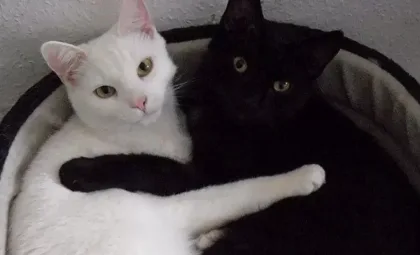 Recomendaciones para proteger gatos en Halloween