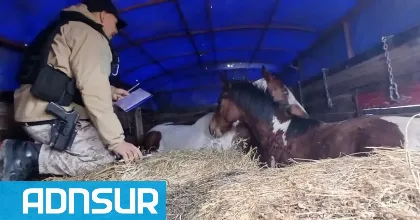 Secuestran caballos ocultos en un camión en Río Negro