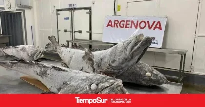 Sello de calidad para la merluza negra de Argenova
